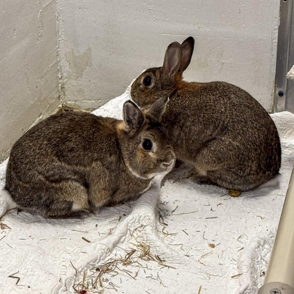 Enlarge Finnies *Bonded w/ Mr. Magee*, a Adoptable Netherland Dwarf in Kennebunk, ME image 3/6