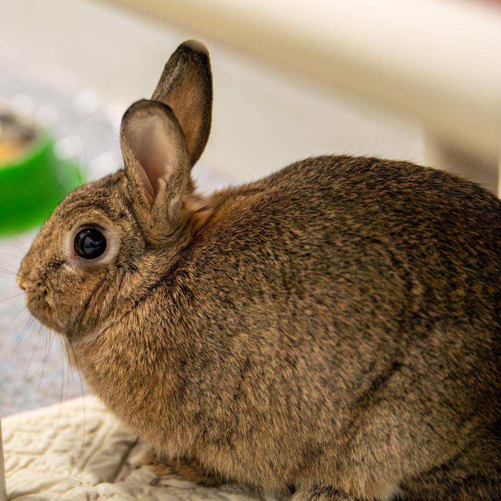 Enlarge Finnies *Bonded w/ Mr. Magee*, a Adoptable Netherland Dwarf in Kennebunk, ME image 4/6