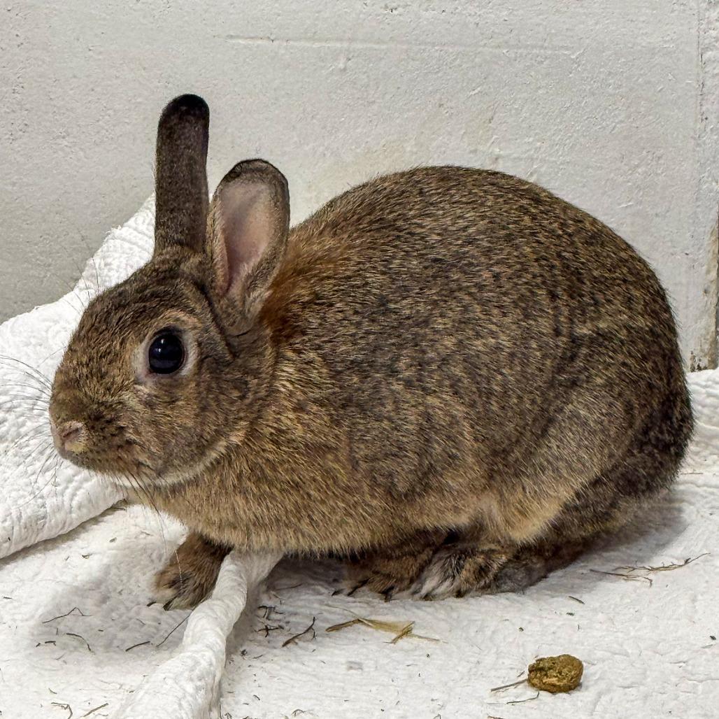 Enlarge Finnies *Bonded w/ Mr. Magee*, a Adoptable Netherland Dwarf in Kennebunk, ME image 5/6