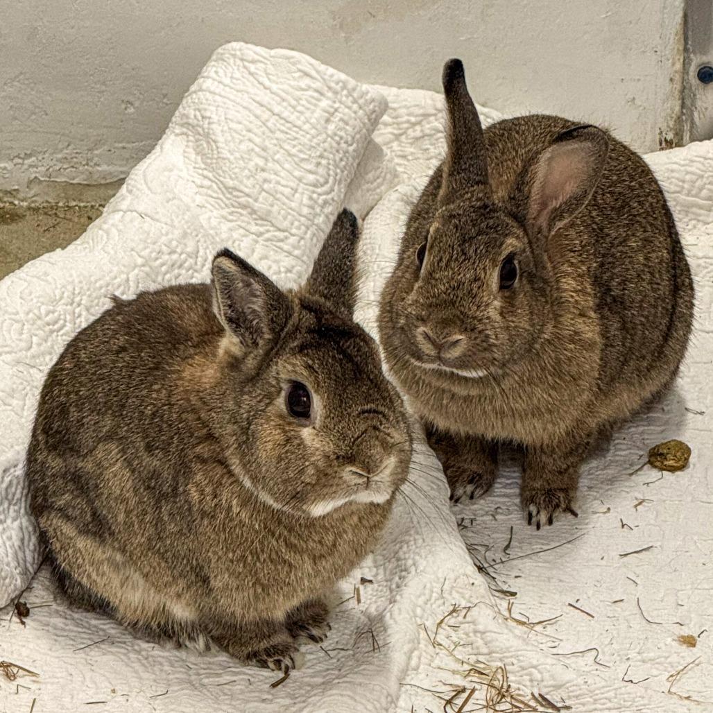 Enlarge Finnies *Bonded w/ Mr. Magee*, a Adoptable Netherland Dwarf in Kennebunk, ME image 6/6