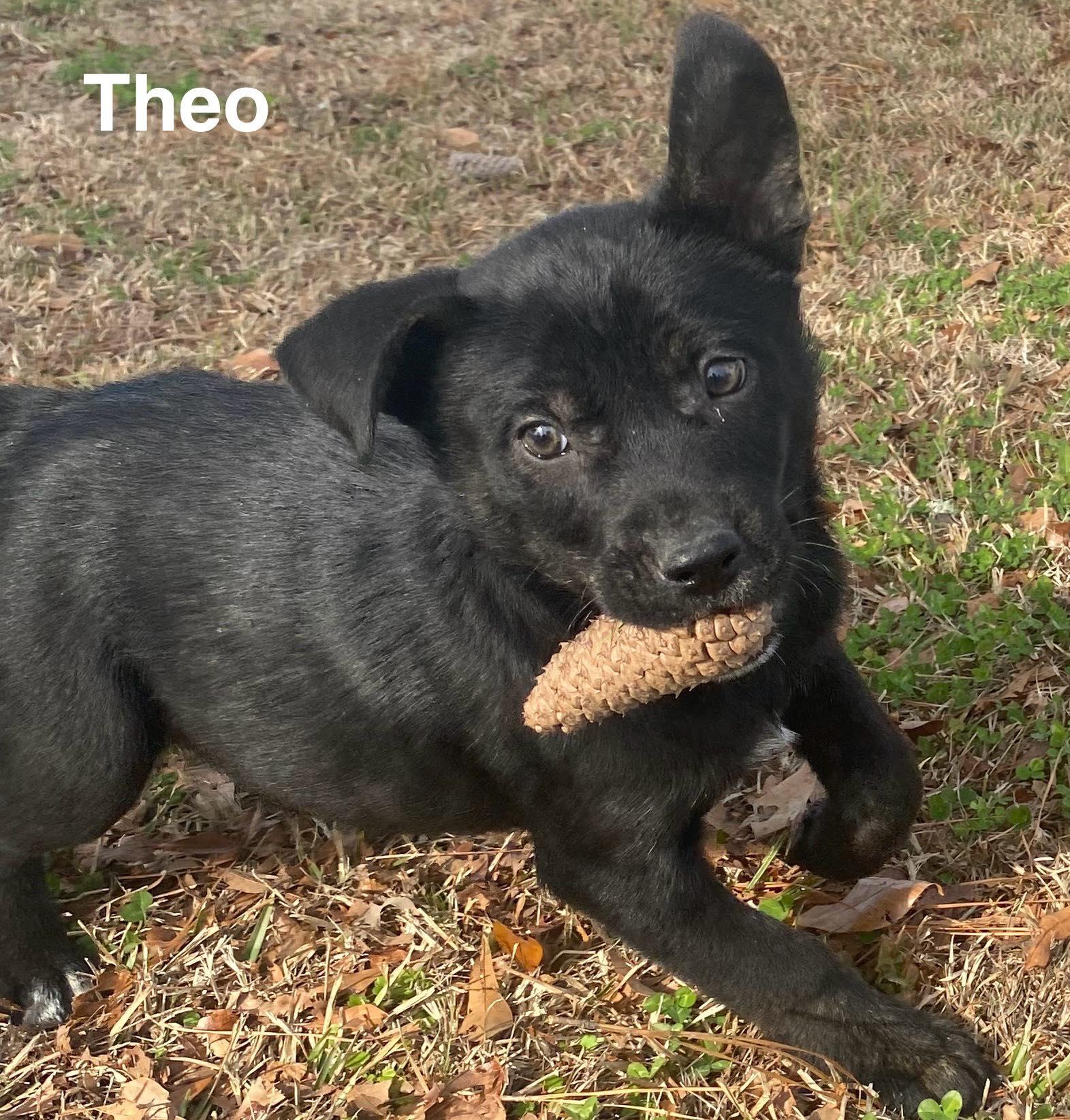 Enlarge Theo, a ADOPTABLE mixed breed in Chepachet, RI image 1/4