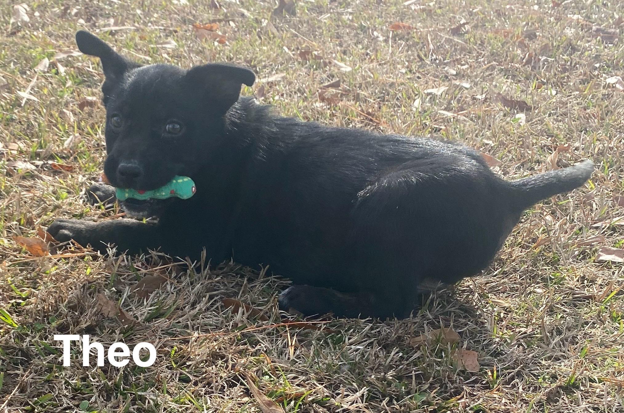 Enlarge Theo, a ADOPTABLE mixed breed in Chepachet, RI image 3/4