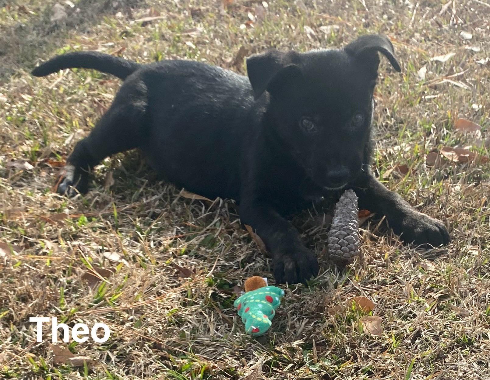 Enlarge Theo, a ADOPTABLE mixed breed in Chepachet, RI image 4/4