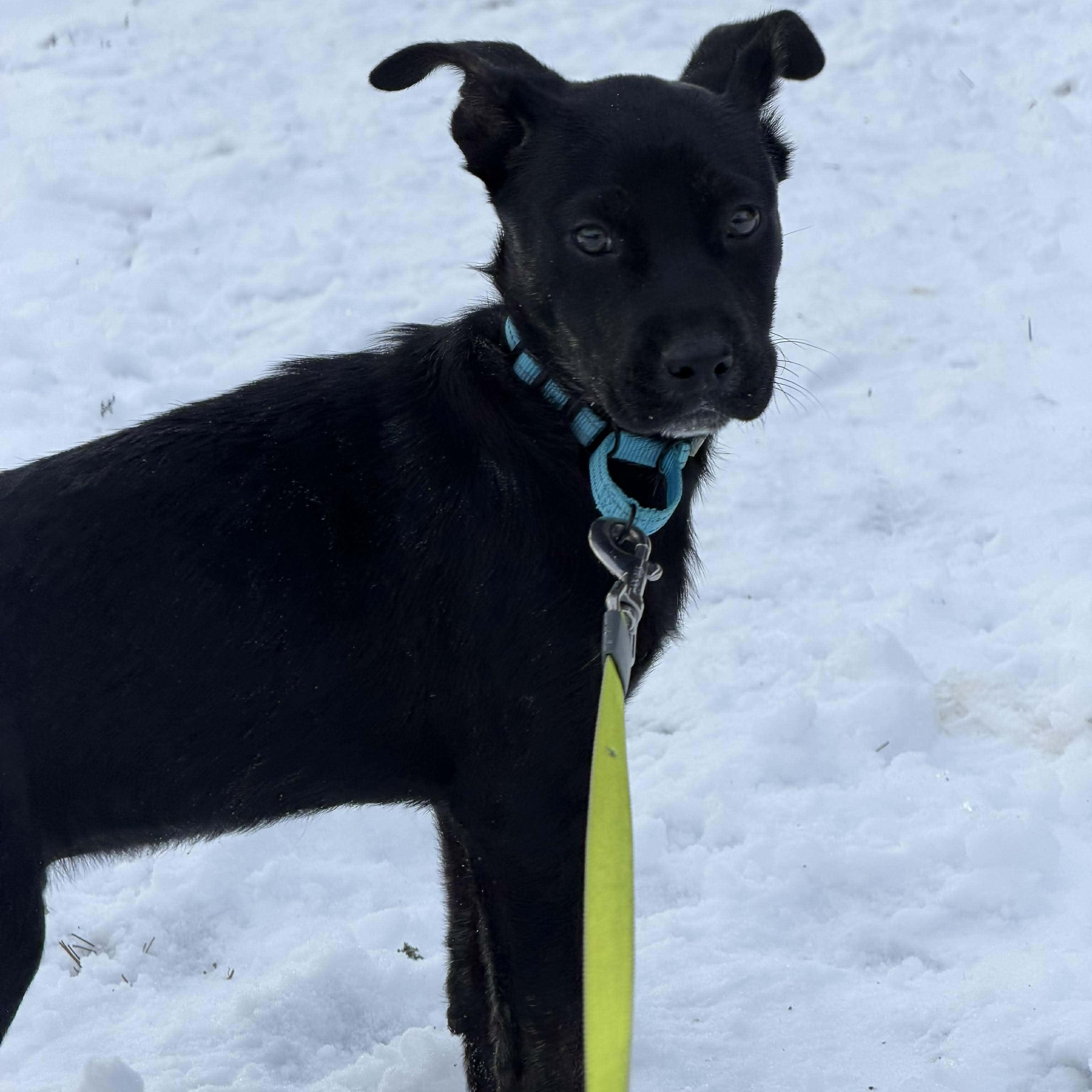 Theo, ADOPTABLE, Puppy Male Labrador Retriever.