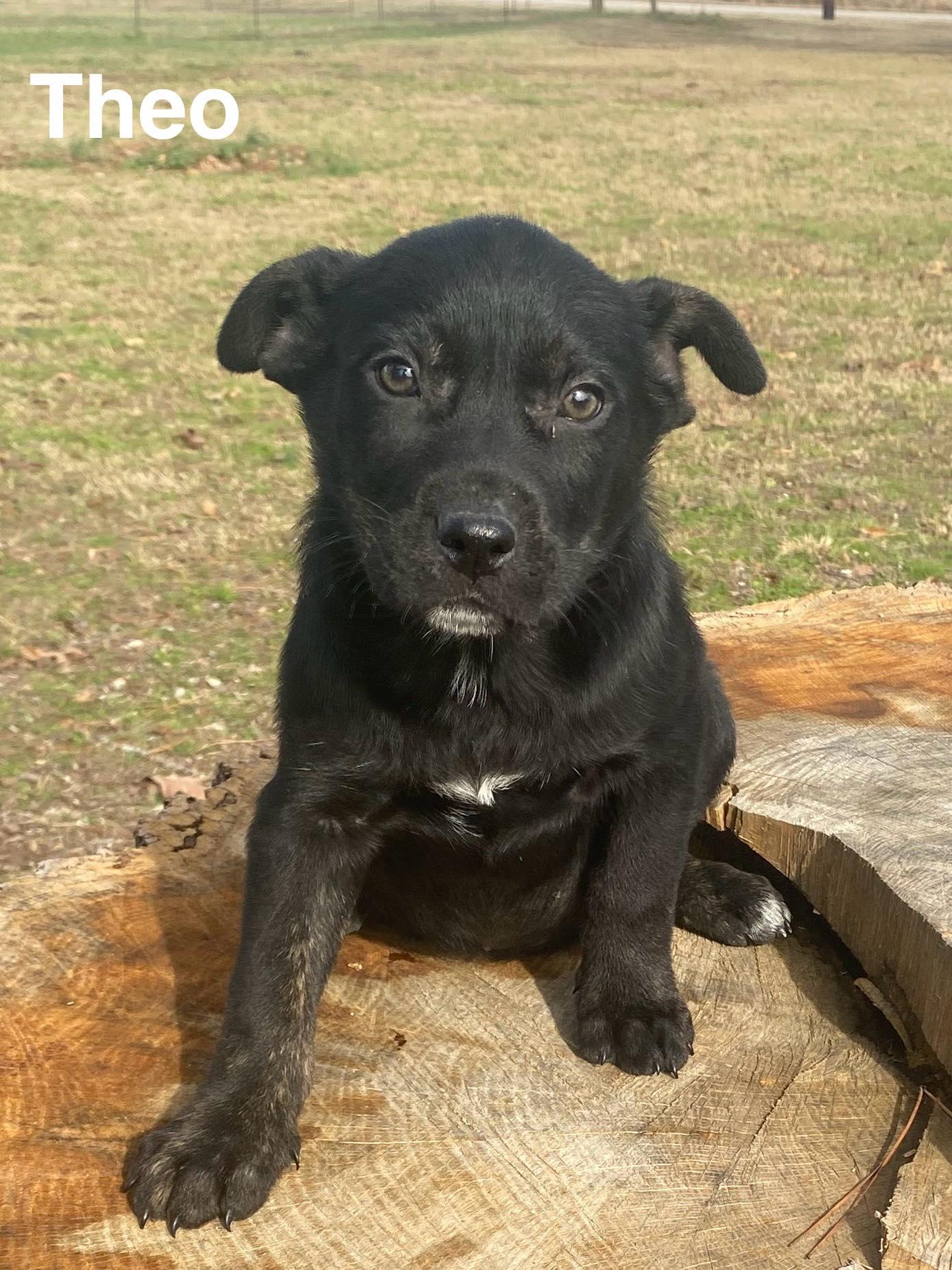 Enlarge Theo, a ADOPTABLE mixed breed in Chepachet, RI image 2/4
