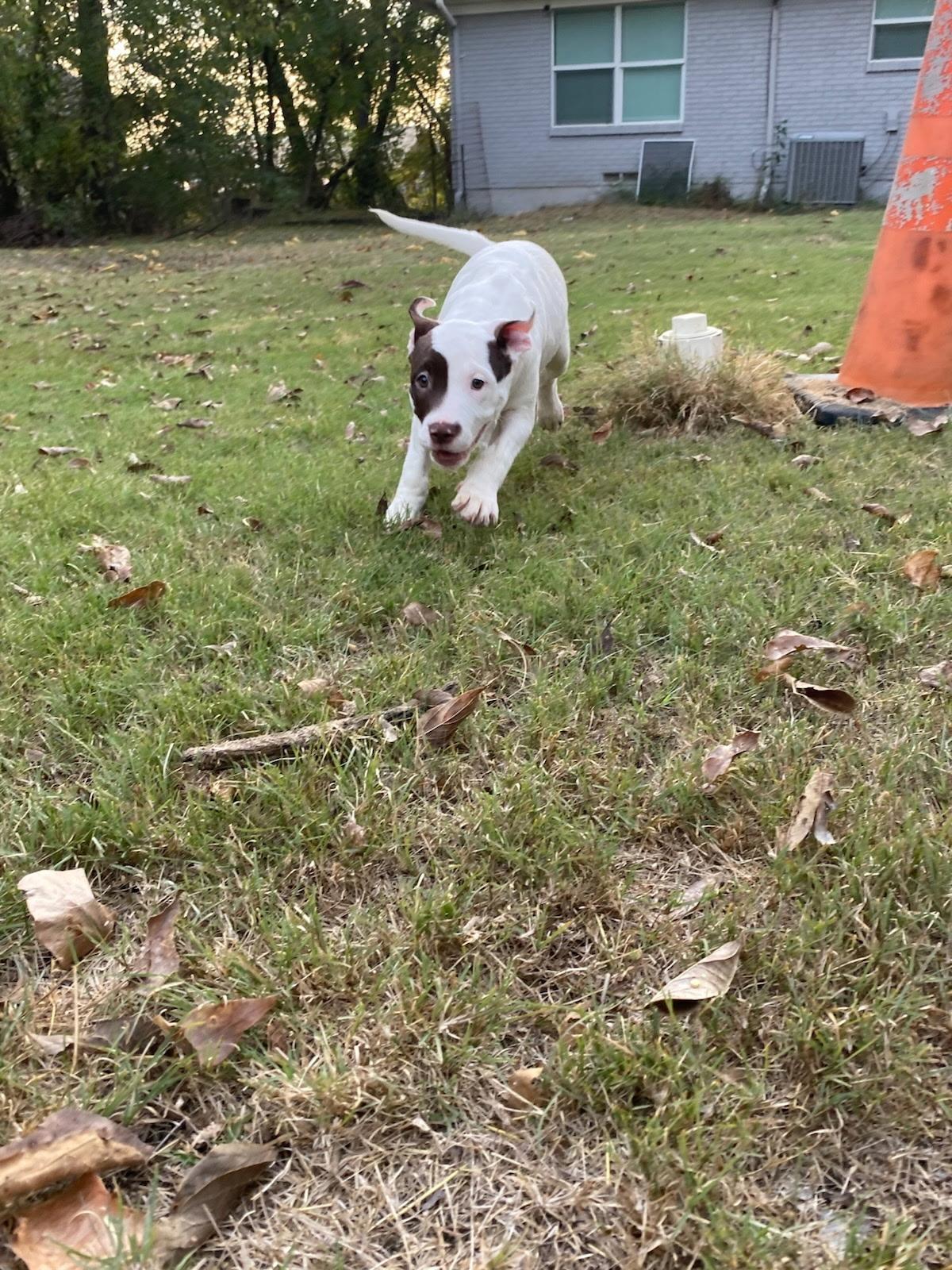 Patches, Adoptable, Young Male American Bulldog & Labrador Retriever.