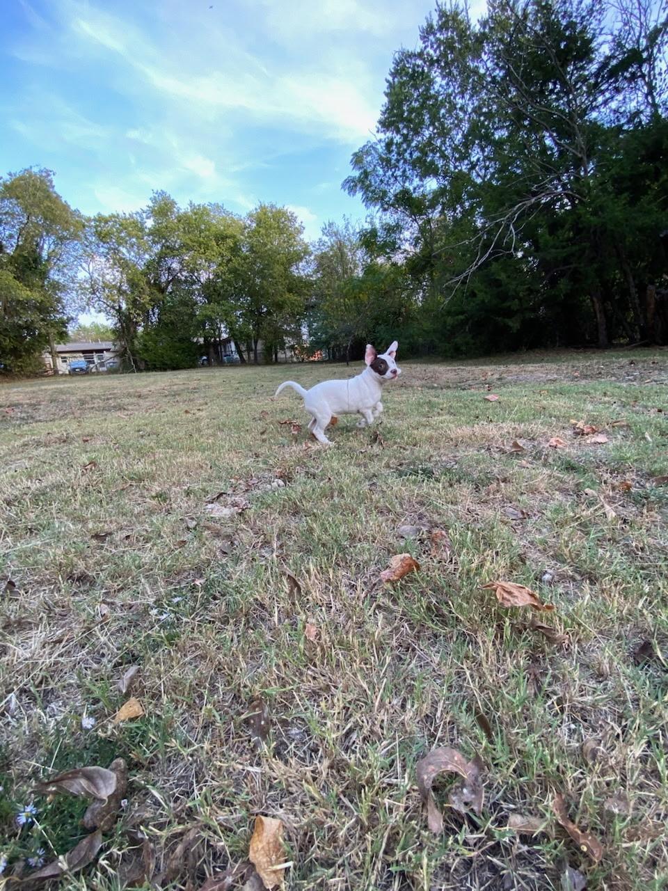 Enlarge Patches, a Adoptable mixed breed in Farmersville, TX image 2/3