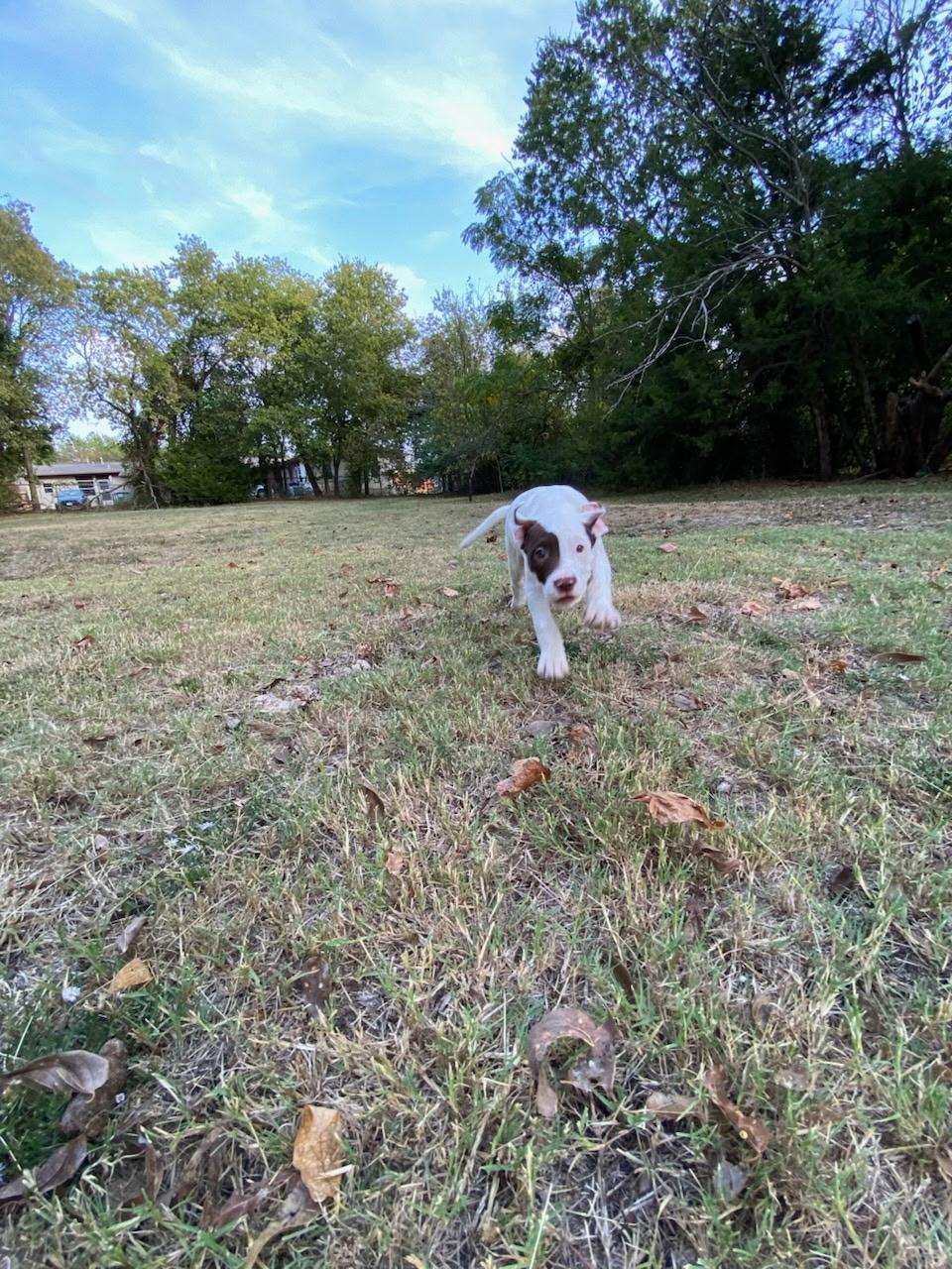 Enlarge Patches, a Adoptable mixed breed in Farmersville, TX image 3/3