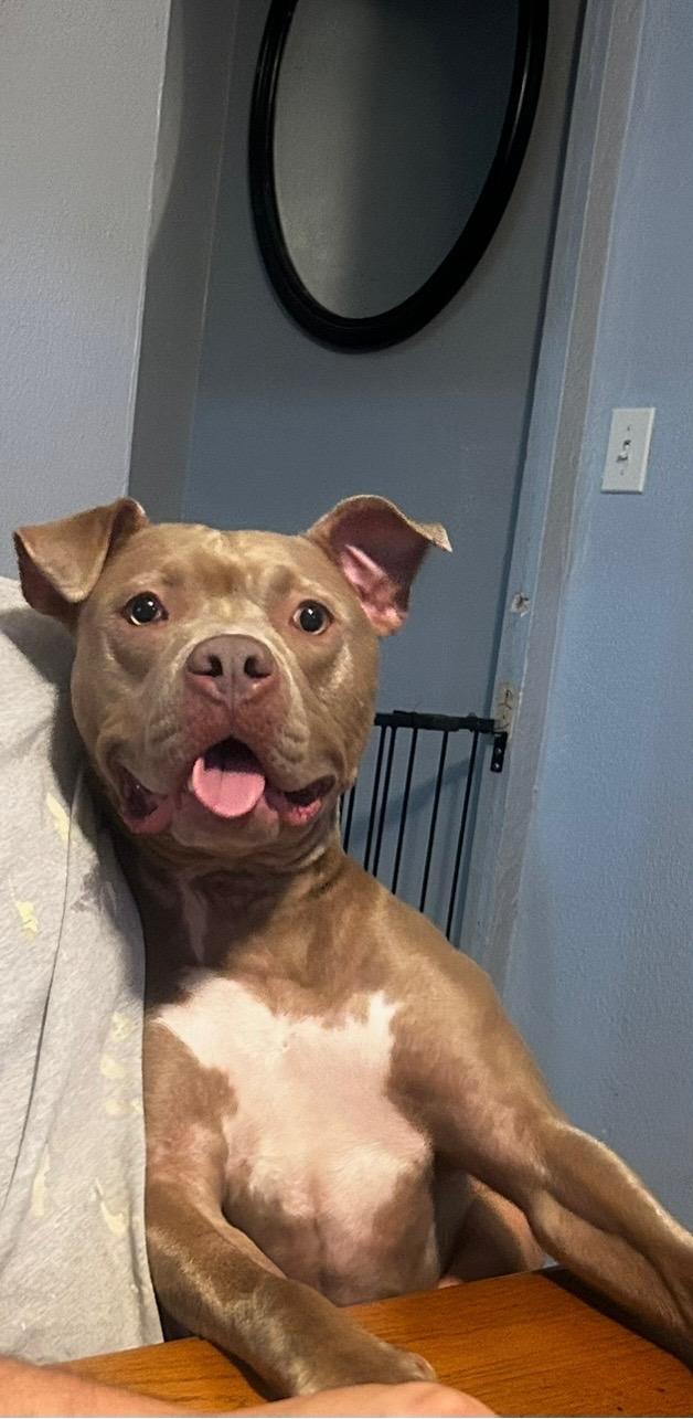 Enlarge Meg, an adoptable American Staffordshire Terrier in Pittsburgh, PA image 5/5