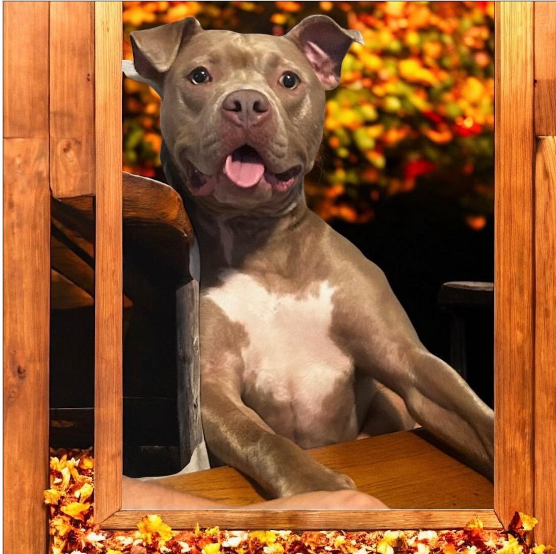 Meg, adoptable, Adult Female American Staffordshire Terrier.