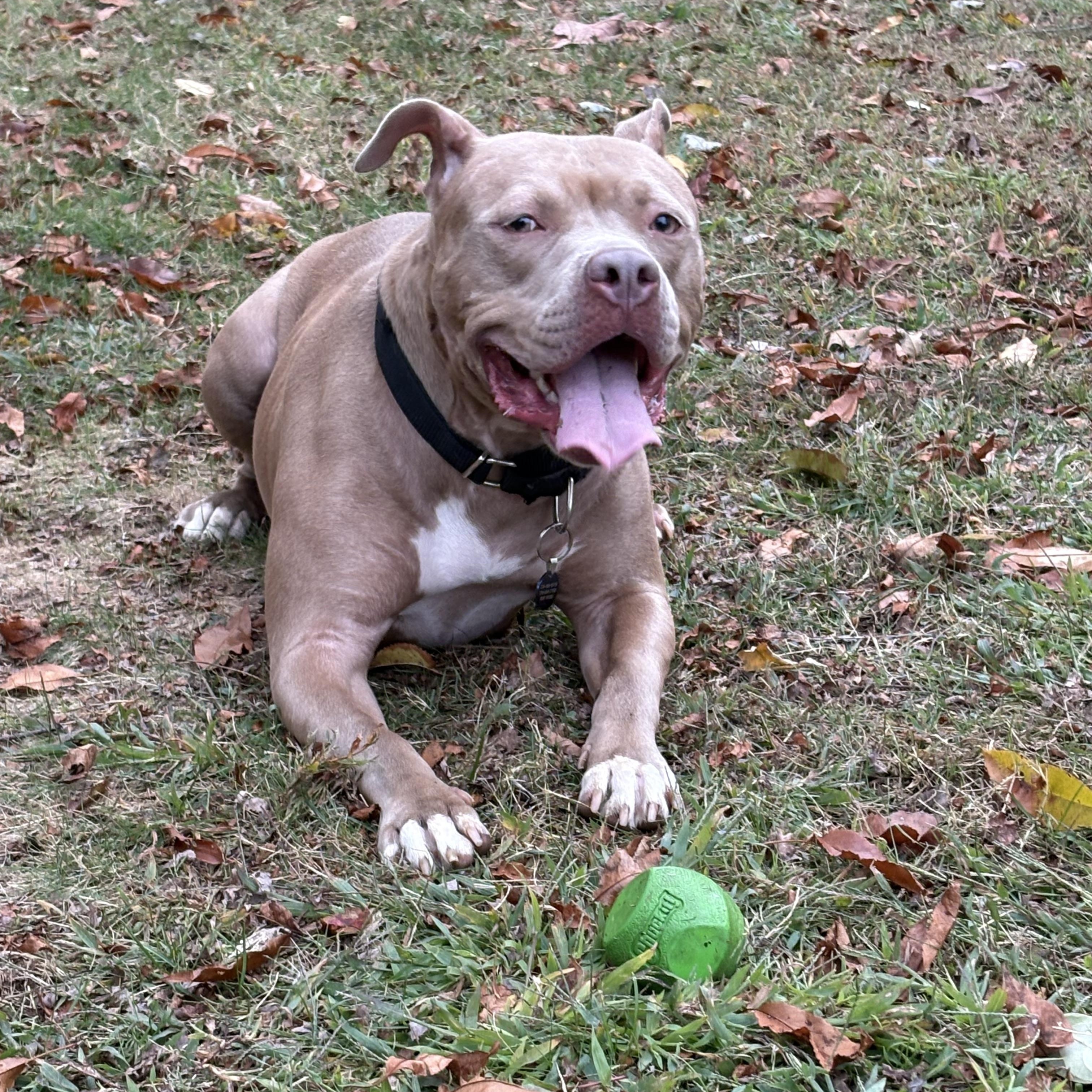 Enlarge Meg, an adoptable American Staffordshire Terrier in Pittsburgh, PA image 2/5