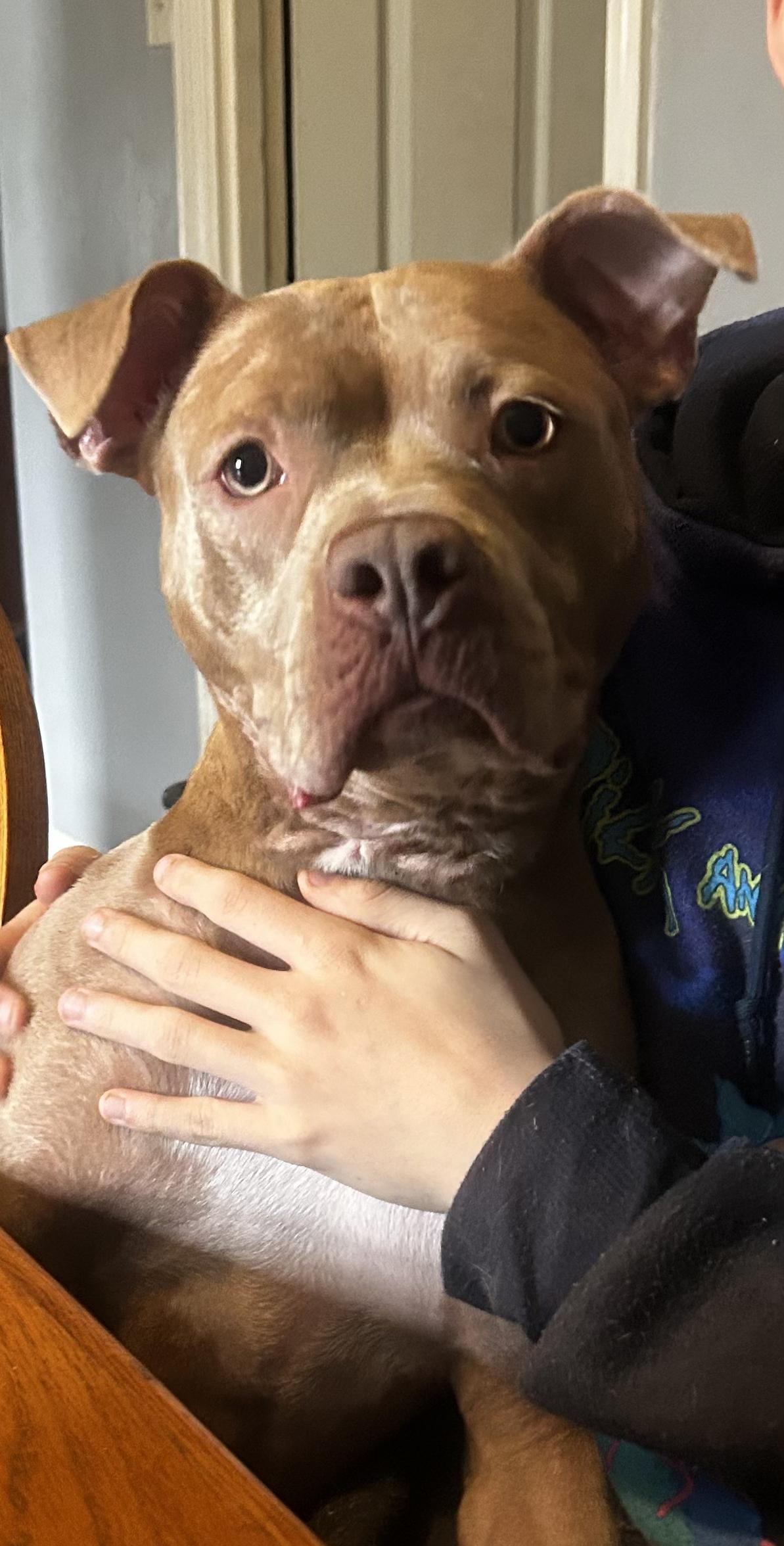 Enlarge Meg, an adoptable American Staffordshire Terrier in Pittsburgh, PA image 3/5