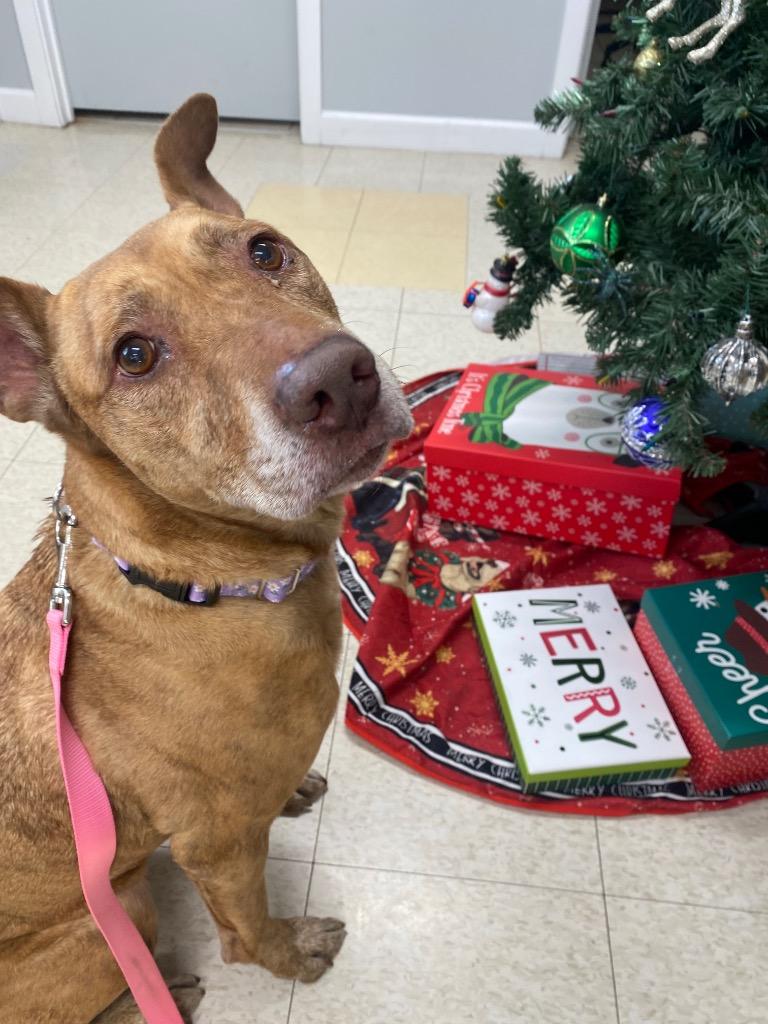 Maui, Adoptable, Adult Female Shepherd & Mixed Breed.