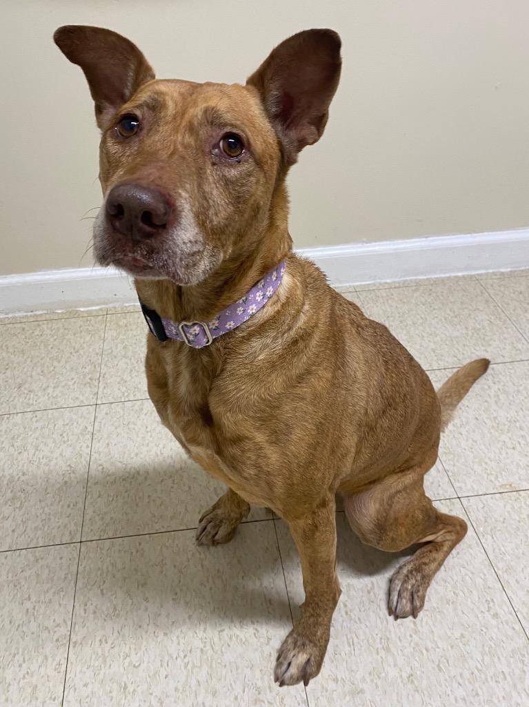 Maui, a Adoptable mixed breed in Fall River, MA image 2/5