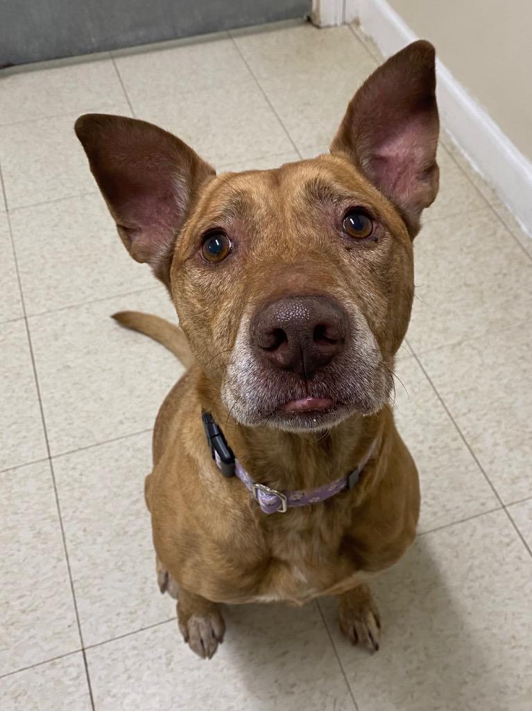 Maui, a Adoptable mixed breed in Fall River, MA image 3/5