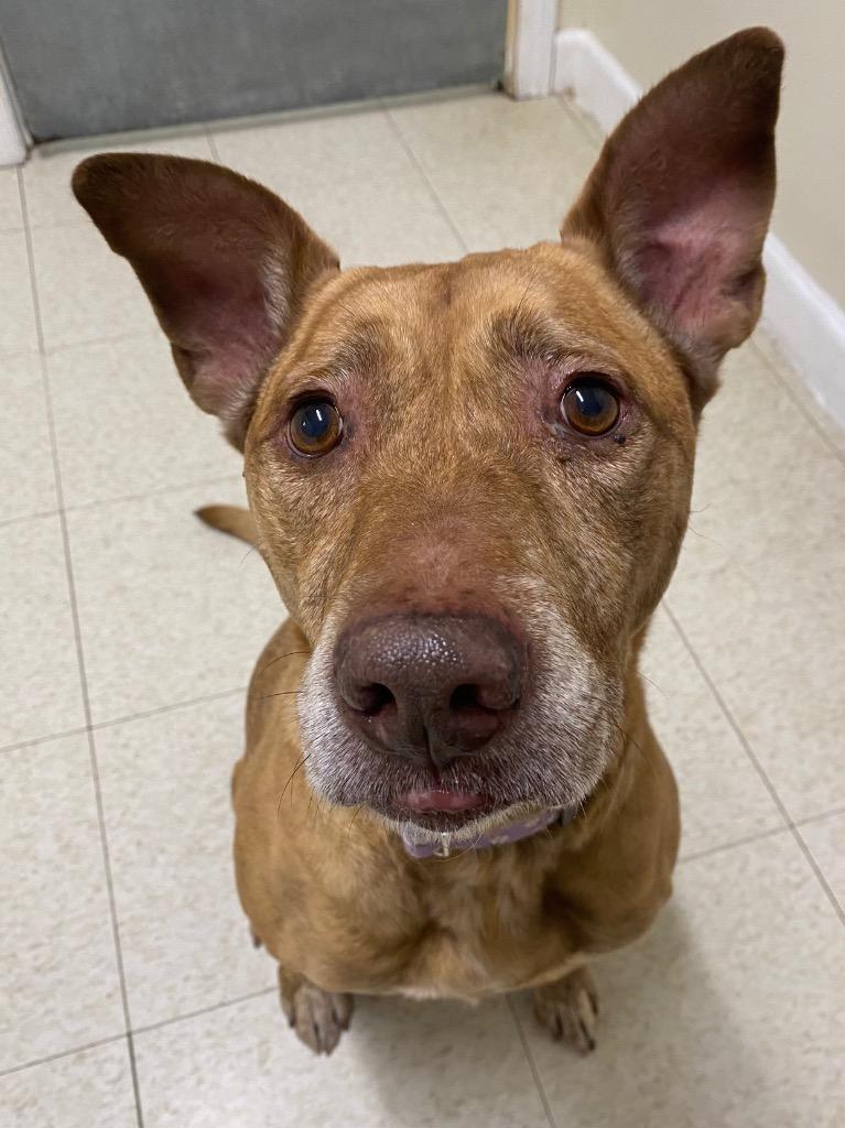 Maui, a Adoptable mixed breed in Fall River, MA image 4/5