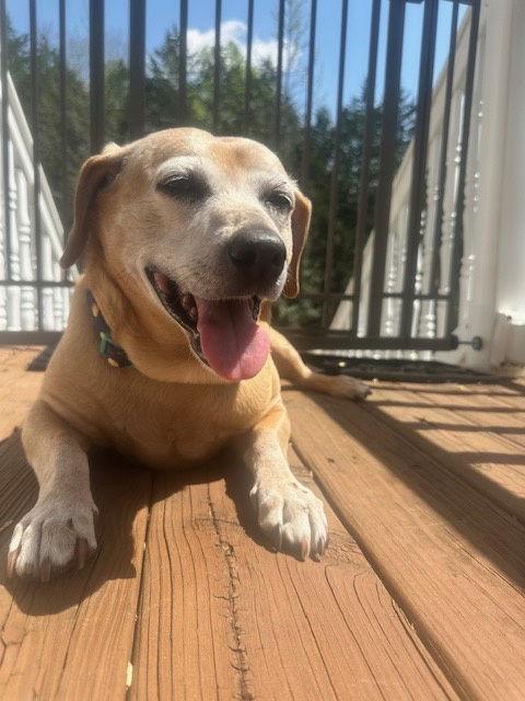 Henry, Adopted, Adult Male Dachshund & Beagle.