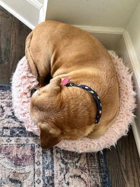 Henry, a Adopted mixed breed in Nashville, TN image 2/3