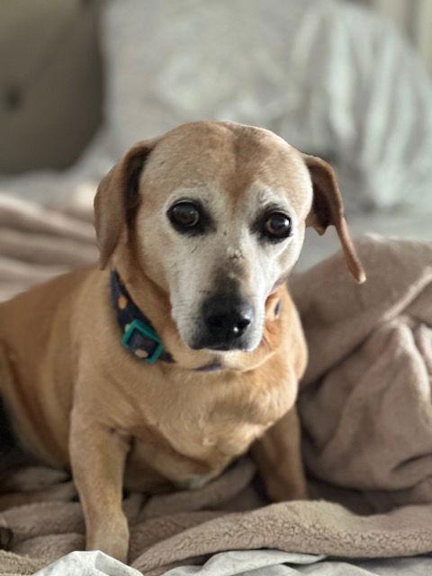 Henry, a Adopted mixed breed in Nashville, TN image 3/3