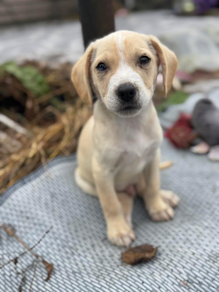 Cody, Adoptable, Puppy Male Yellow Labrador Retriever.