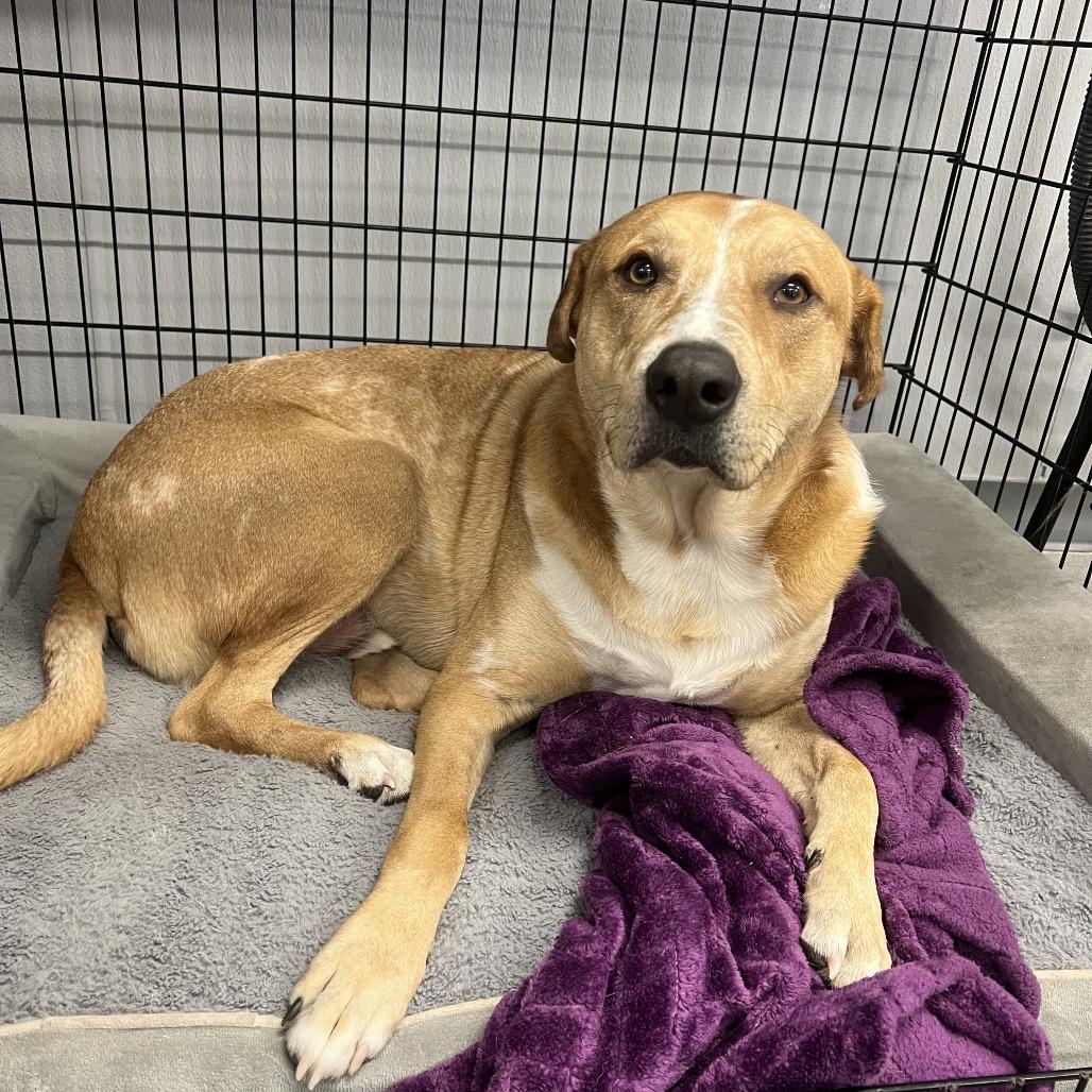 Enlarge Mason, a Adoptable mixed breed in Phoenix, MD image 1/4