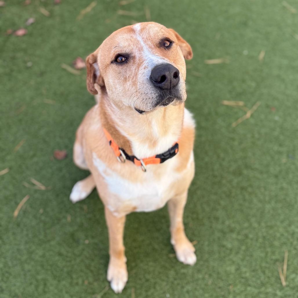 Enlarge Mason, a Adoptable mixed breed in Phoenix, MD image 2/4