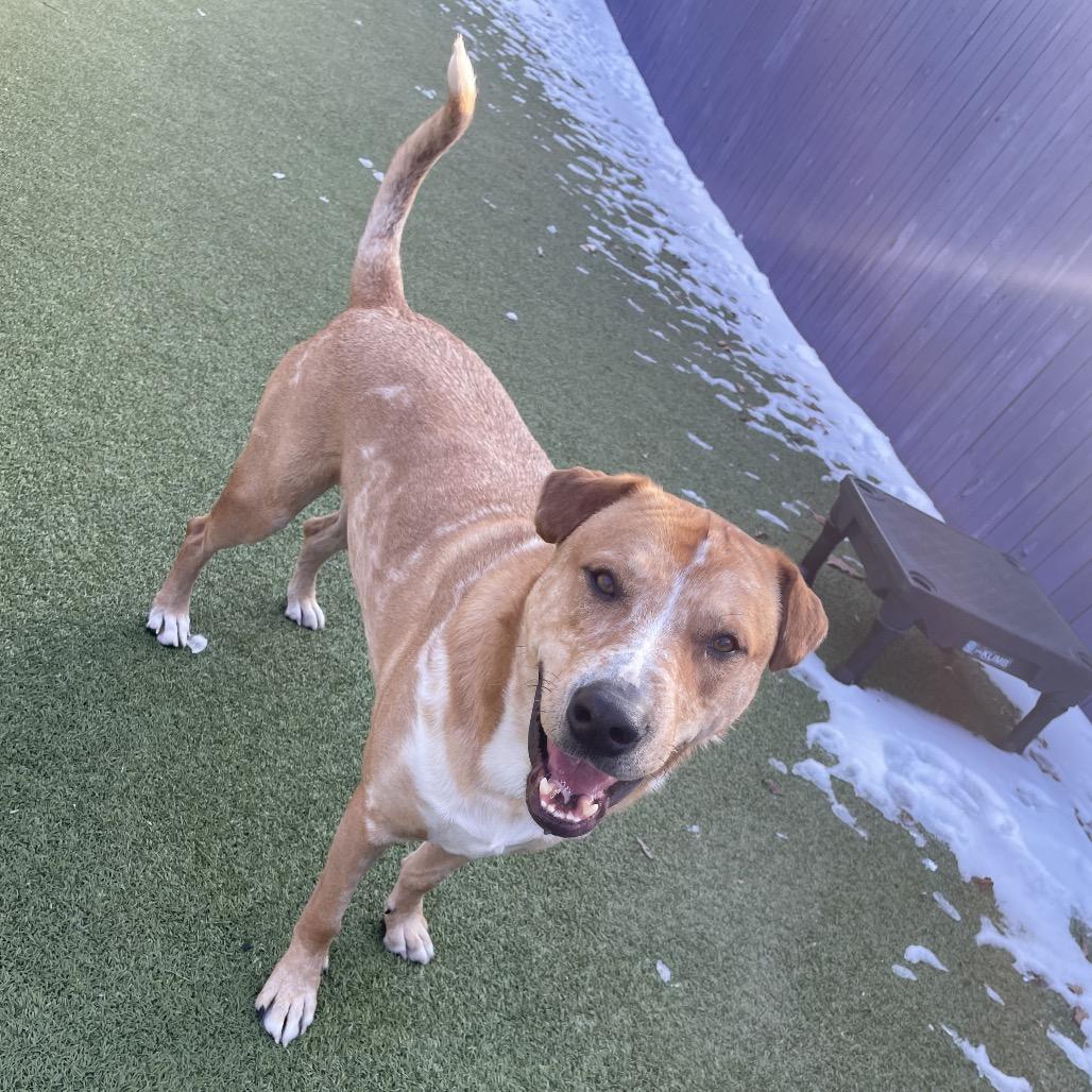 Enlarge Mason, a Adoptable mixed breed in Phoenix, MD image 3/4