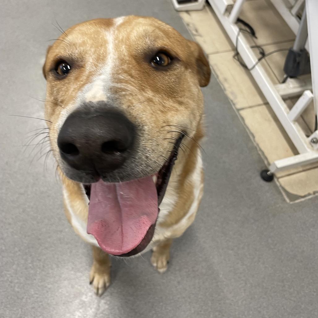 Enlarge Mason, a Adoptable mixed breed in Phoenix, MD image 4/4