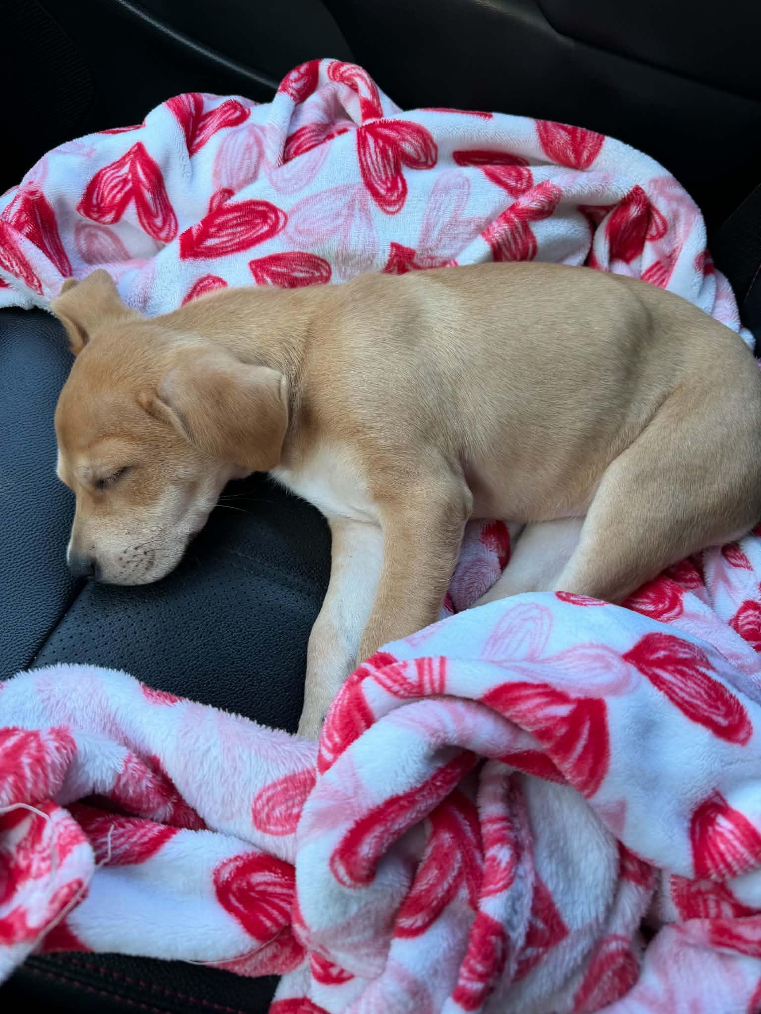 Maisie, an adopted mixed breed in South Elgin, IL image 4/5