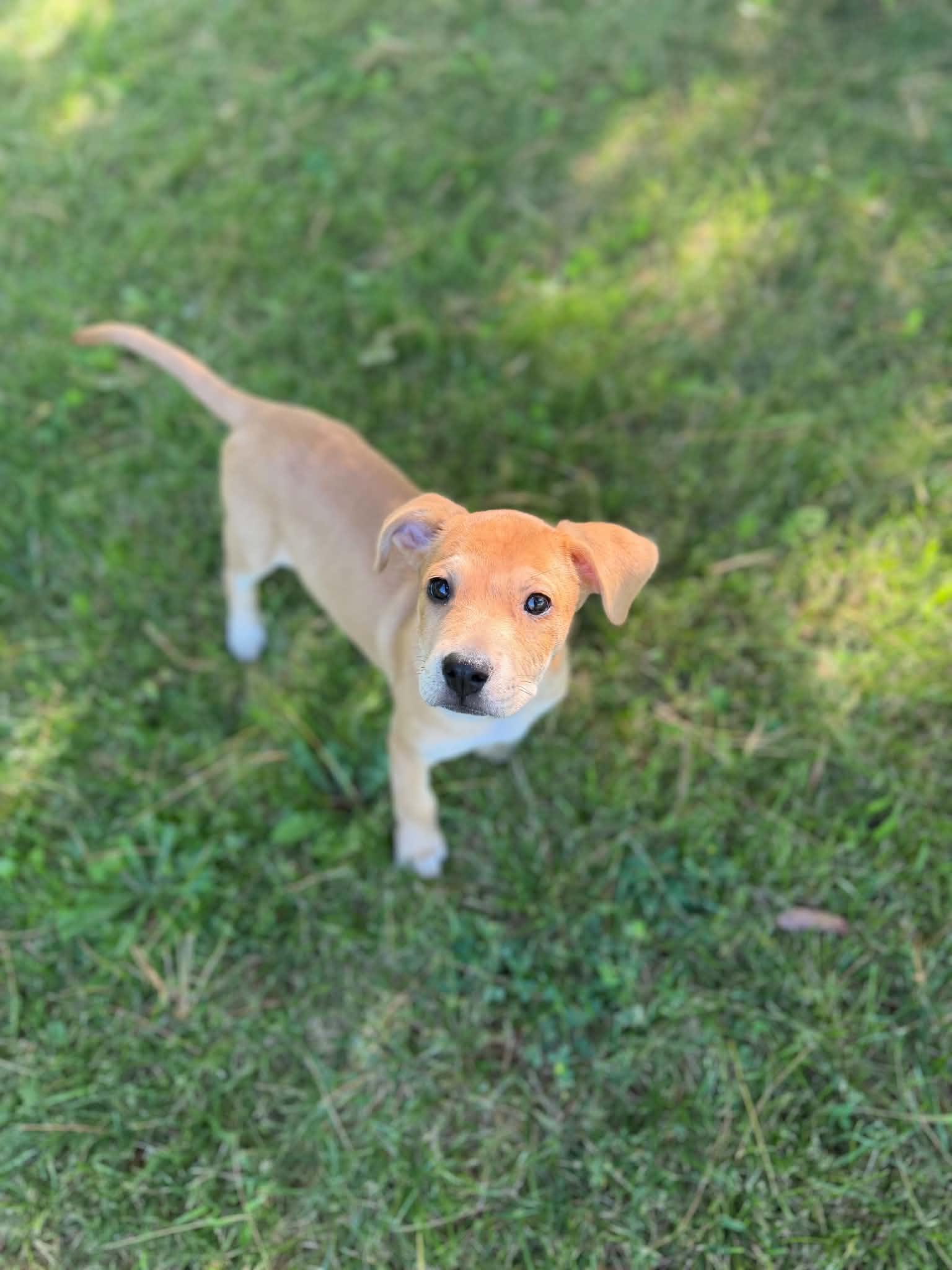 Maisie, an adopted mixed breed in South Elgin, IL image 5/5
