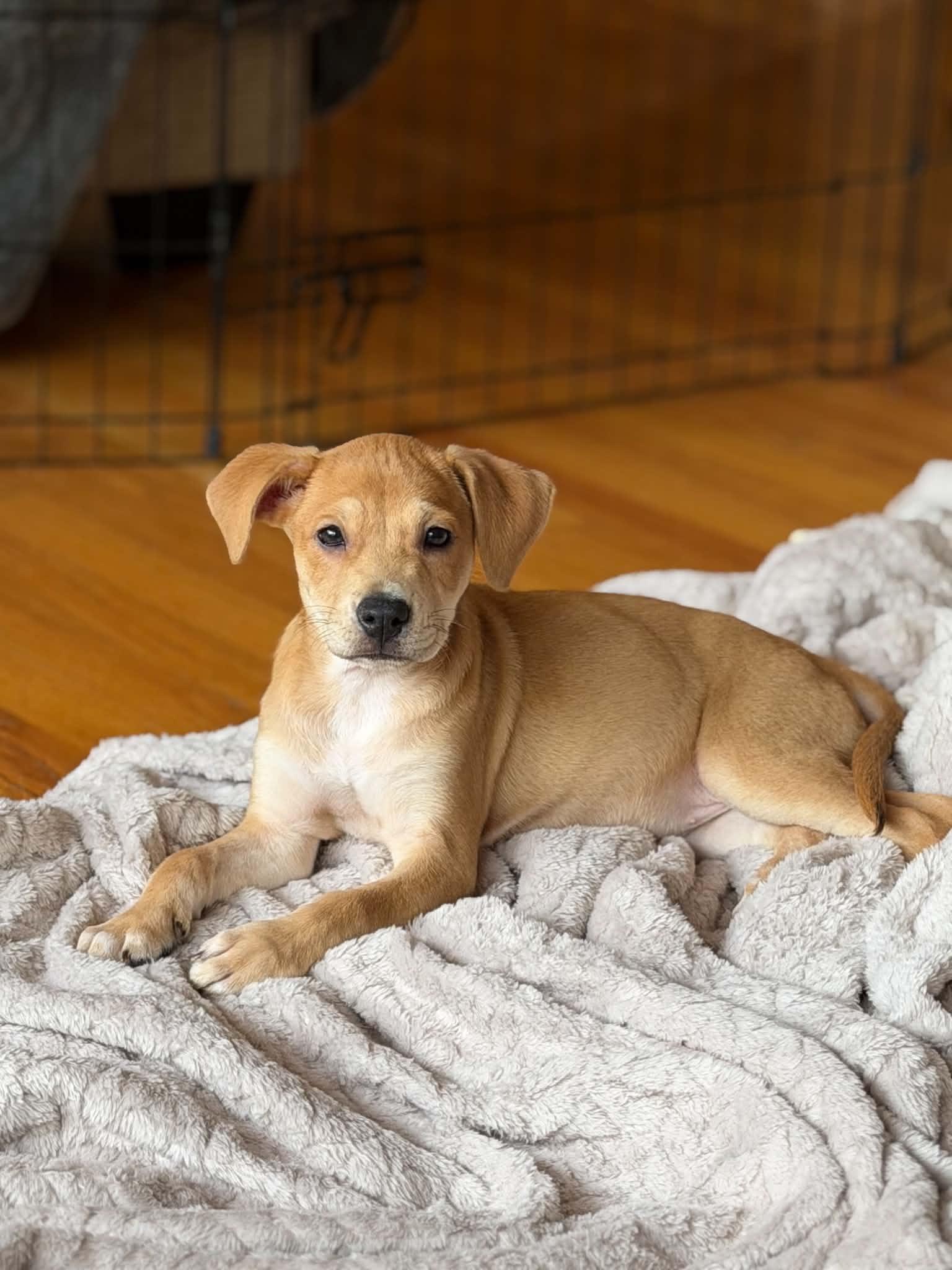 Maisie, adopted, Puppy Female Mountain Cur & Retriever.