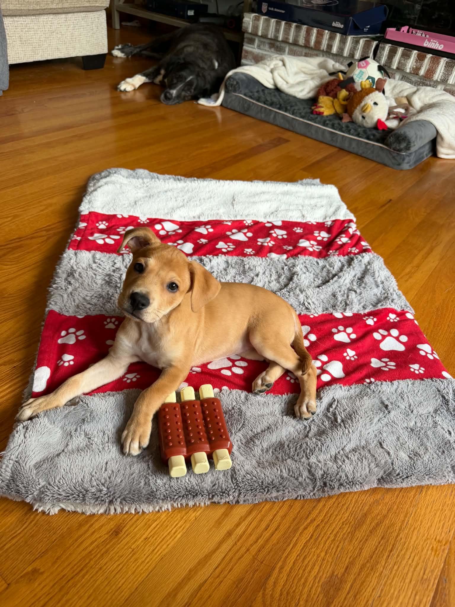 Maisie, an adopted mixed breed in South Elgin, IL image 2/5
