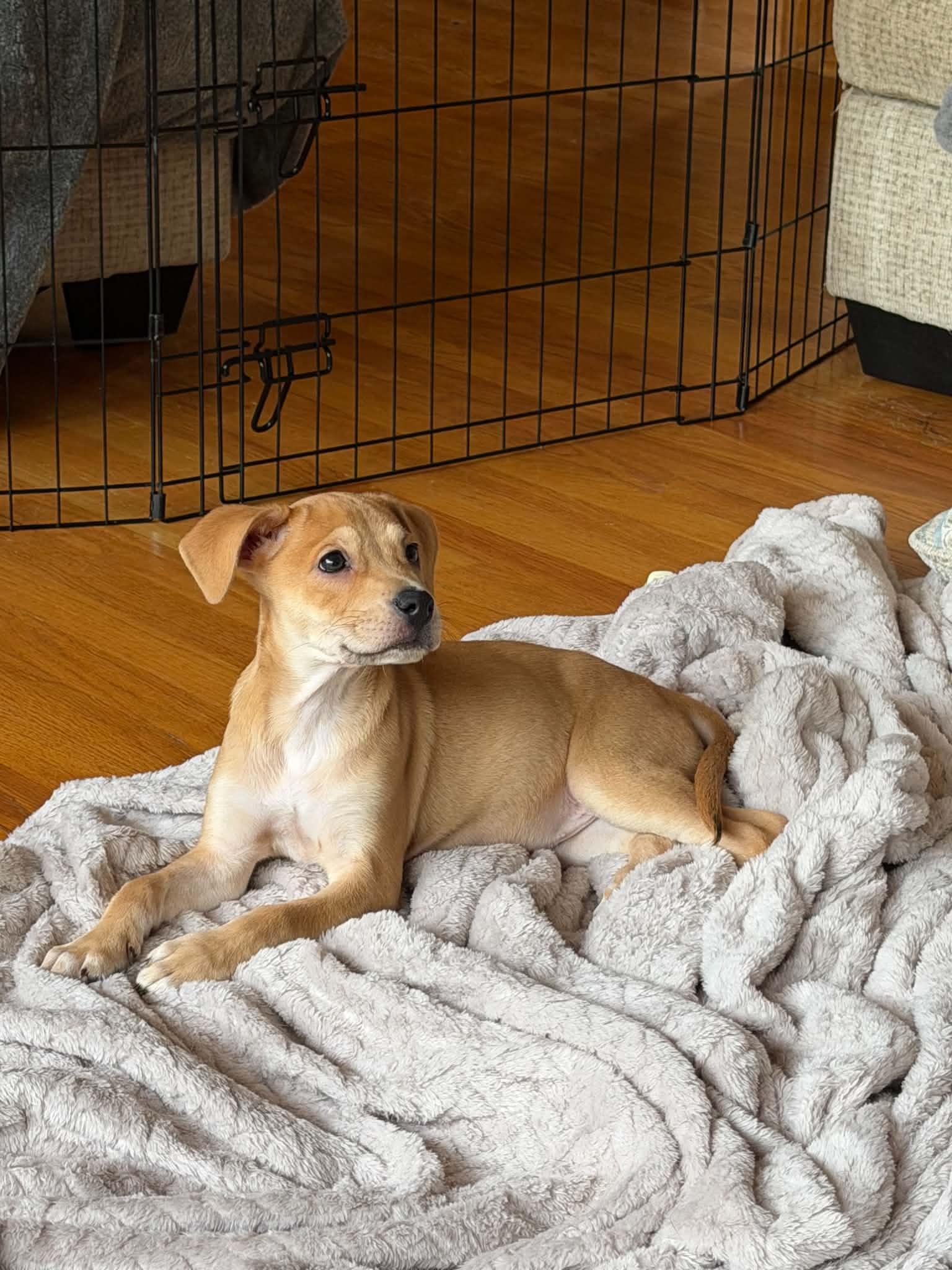 Maisie, an adopted mixed breed in South Elgin, IL image 3/5