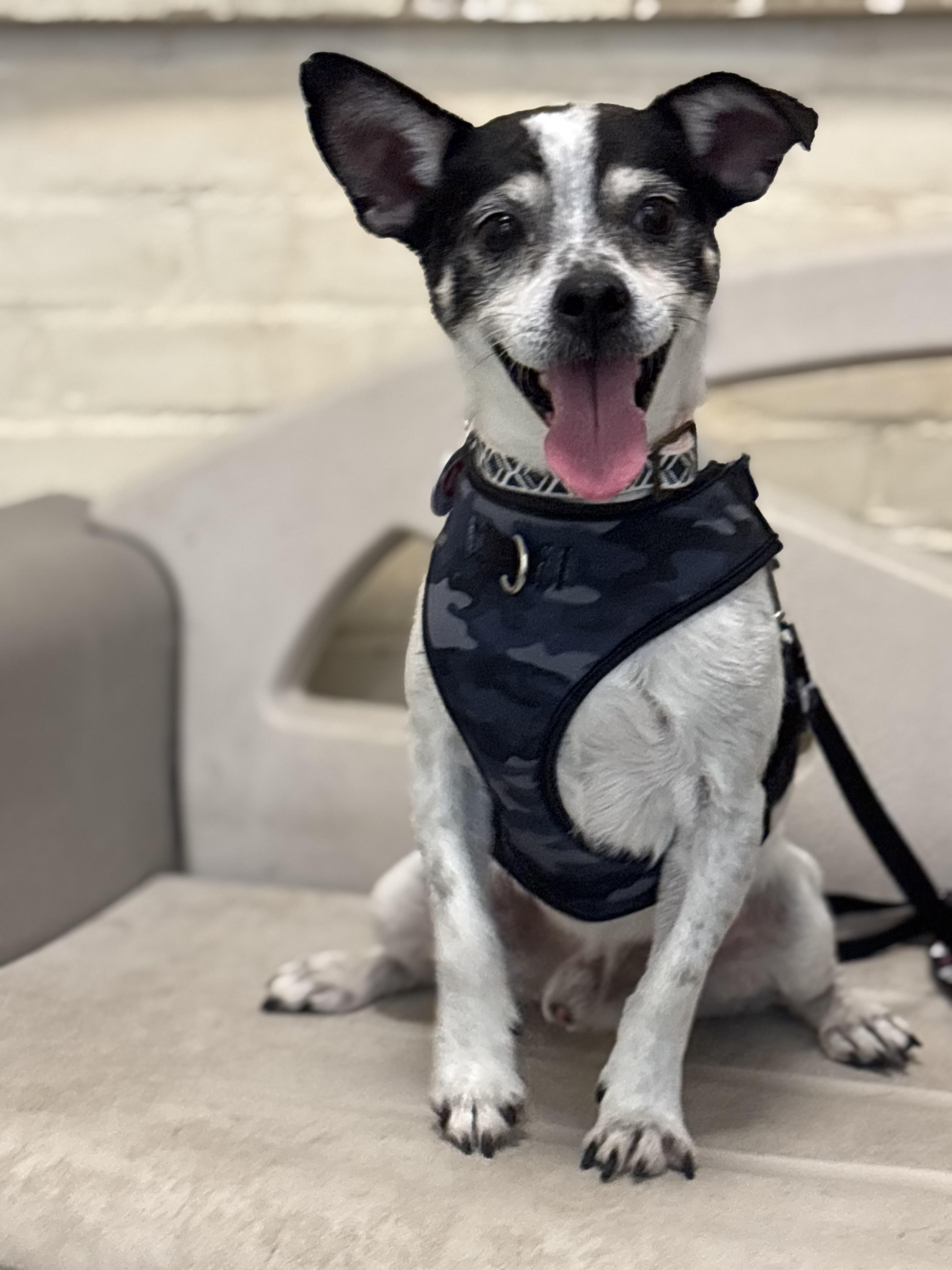 Willy Wonka, Adopted, Adult Male Jack Russell Terrier.