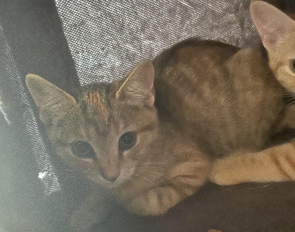 Enlarge Suzy, an adopted Torbie in Murrieta, CA image 3/3
