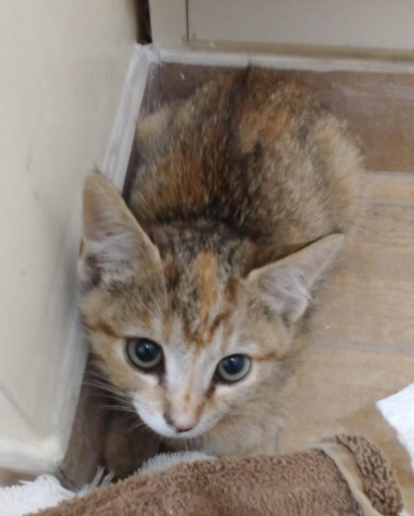 Enlarge Suzy, an adopted Torbie in Murrieta, CA image 2/3
