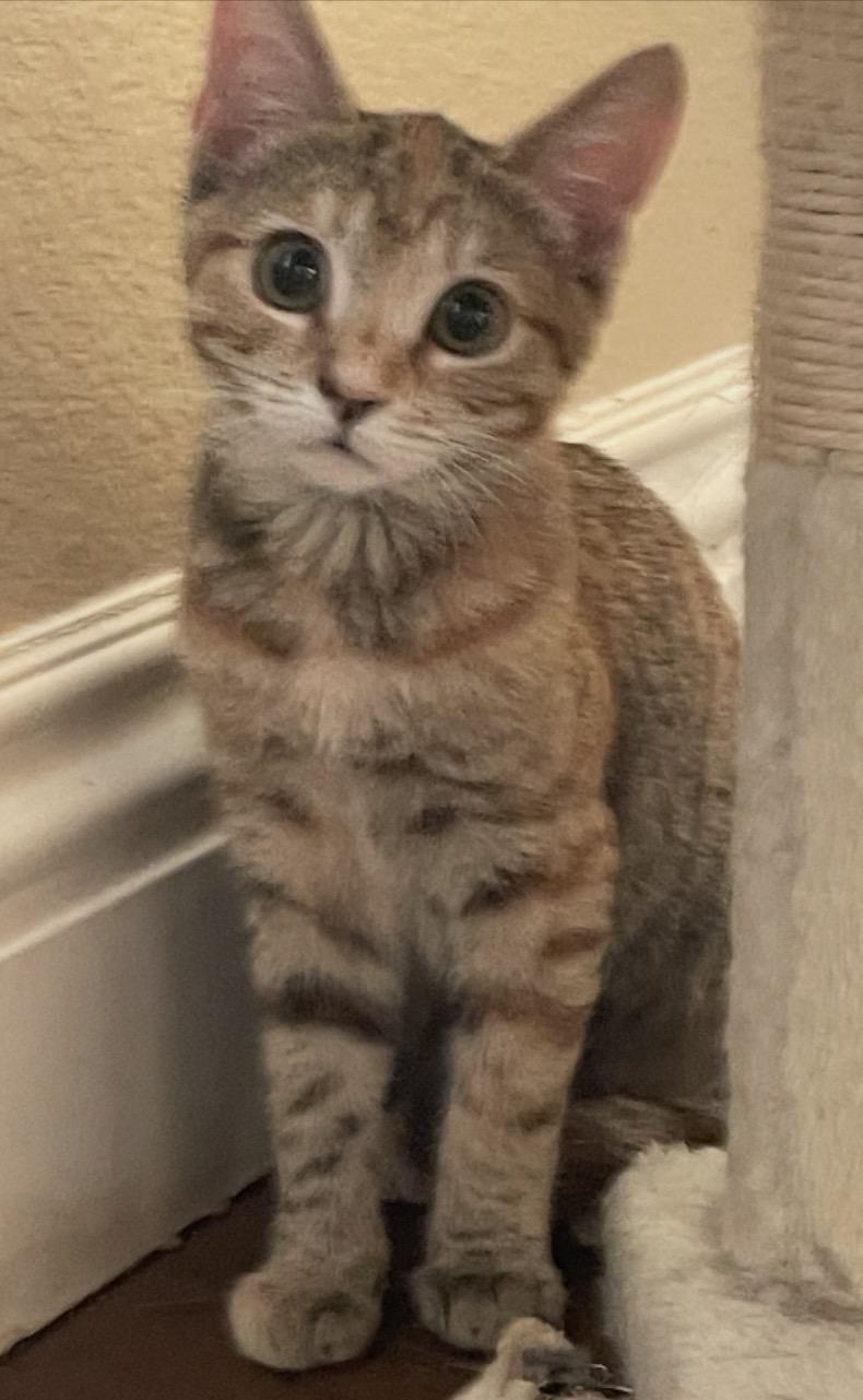 Suzy, adopted, Kitten Female Torbie.