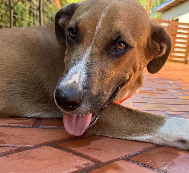 Enlarge Boomer, a Adoptable mixed breed in Central Islip, NY image 4/6