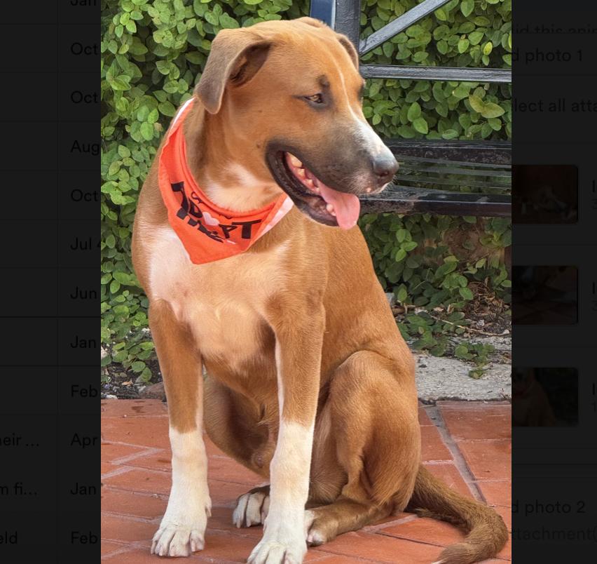 Enlarge Boomer, a Adoptable mixed breed in Central Islip, NY image 3/6