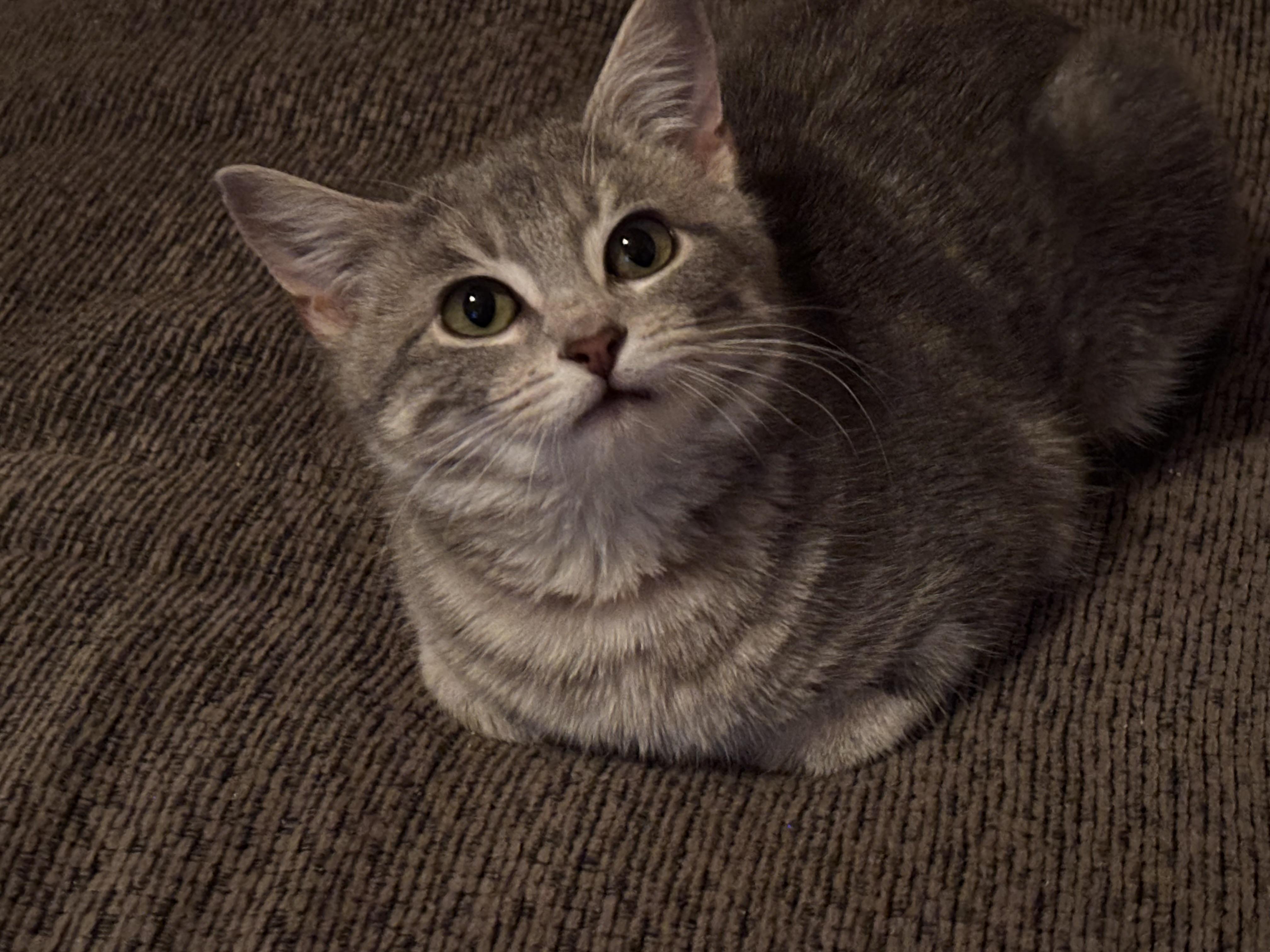 Enlarge Lola, an adopted Tabby in Aurora, CO image 5/6