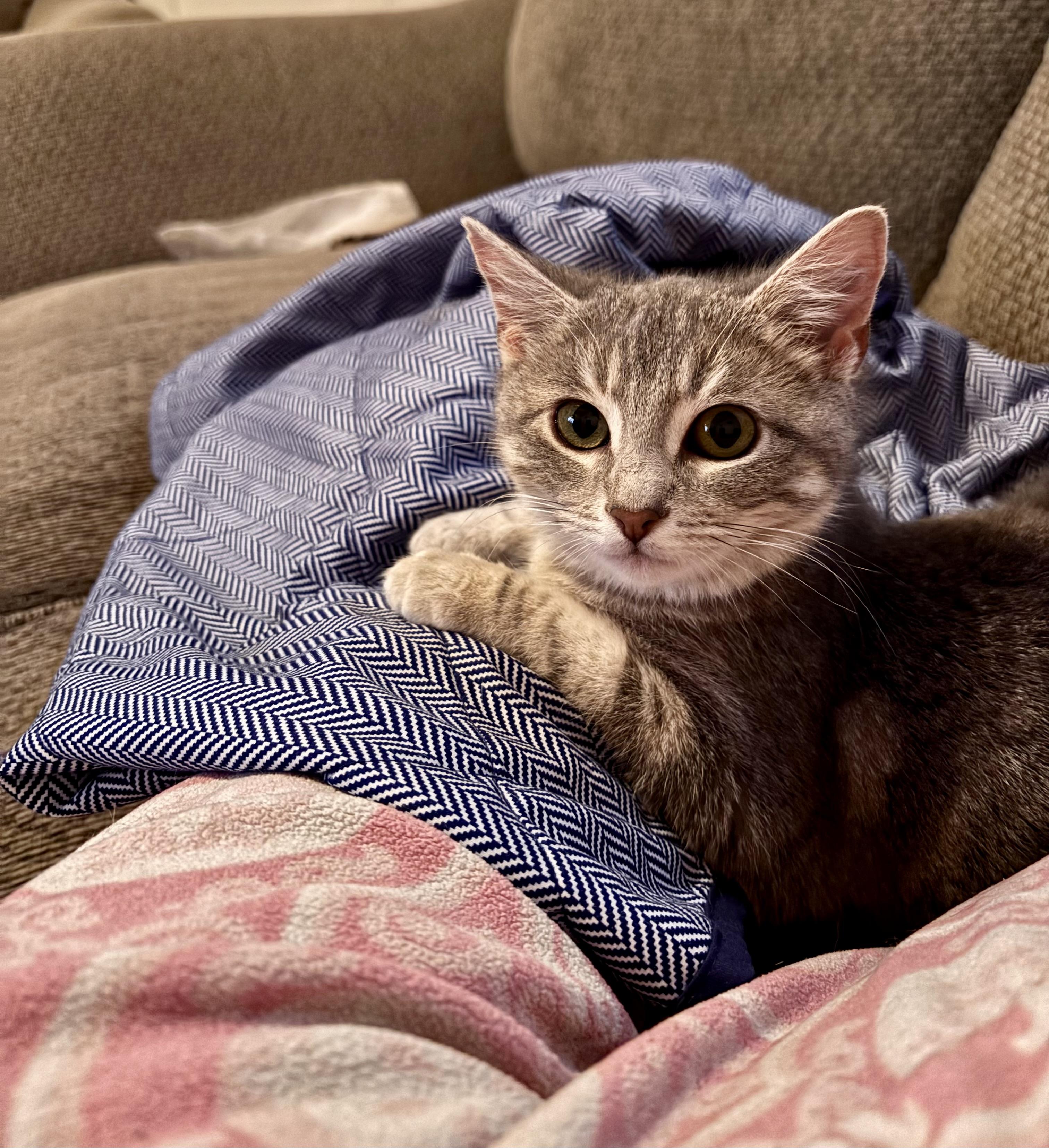 Enlarge Lola, an adopted Tabby in Aurora, CO image 3/6
