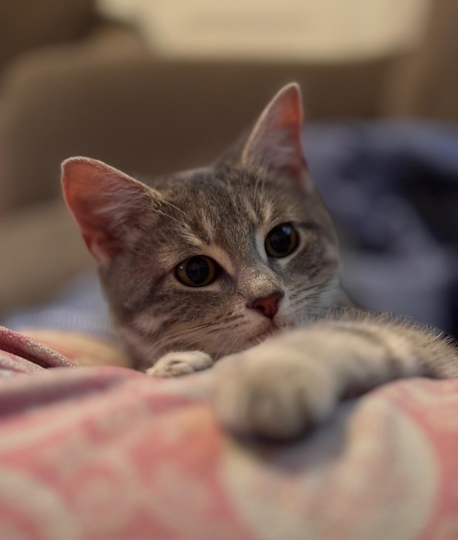 Lola, adopted, Kitten Female Tabby.