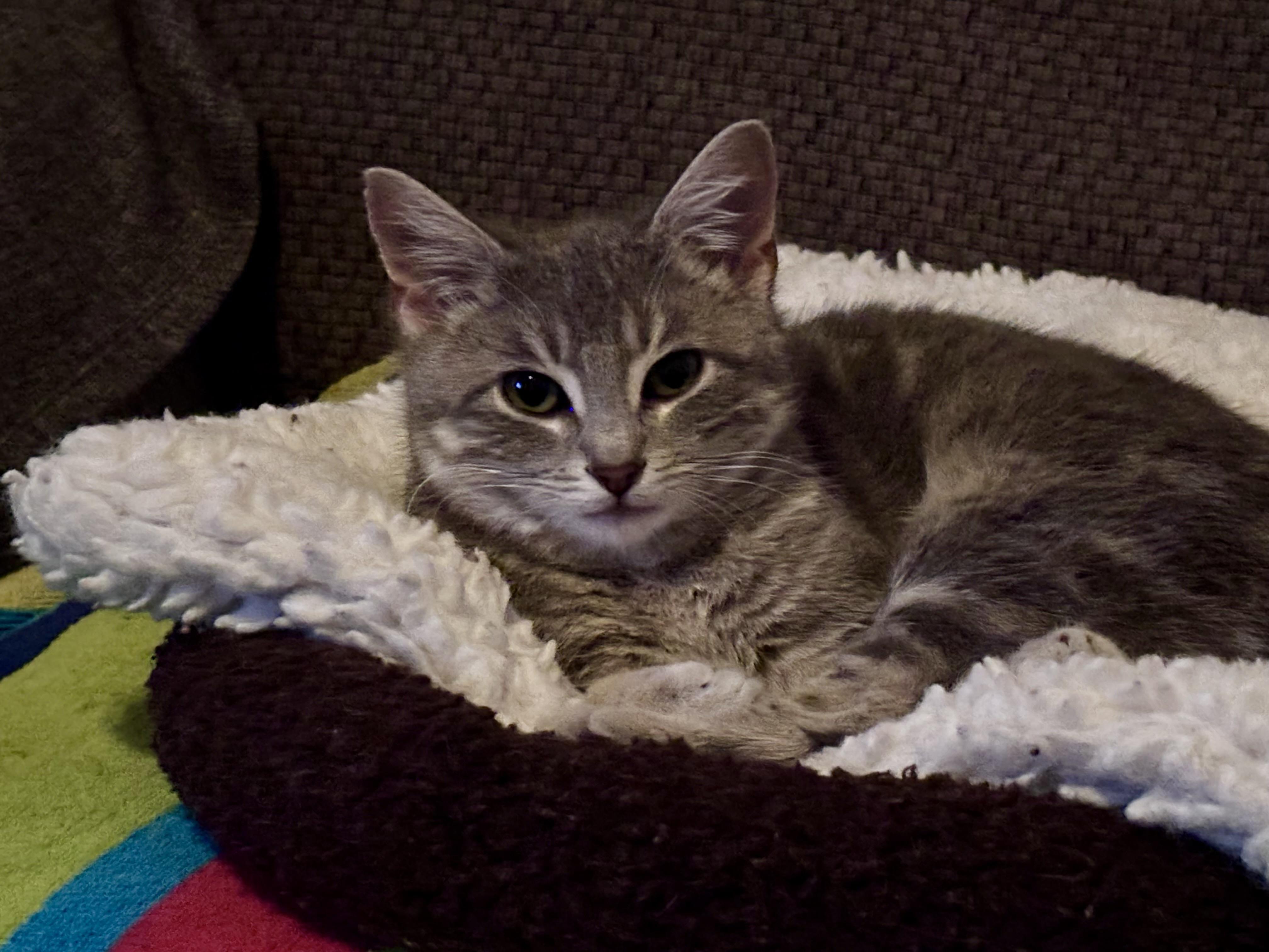 Enlarge Lola, an adopted Tabby in Aurora, CO image 4/6