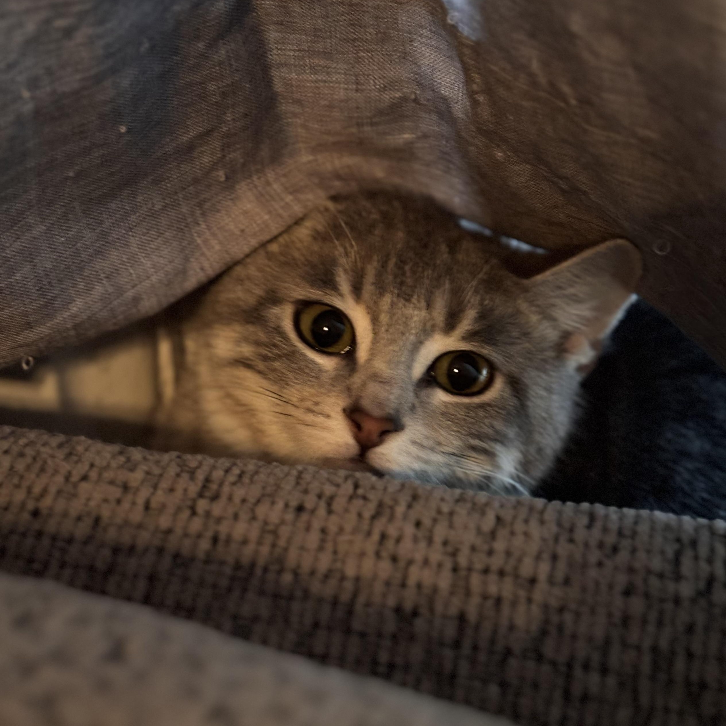 Enlarge Lola, an adopted Tabby in Aurora, CO image 2/6