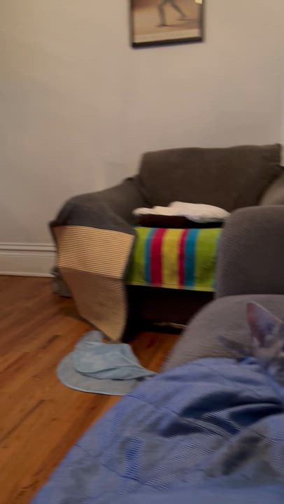 Enlarge Lola, an adopted Tabby in Aurora, CO video 6/6