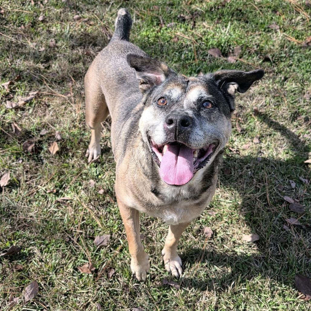 Enlarge ELM 42 (Serenity), a Adoptable Mixed Breed in Gadsden, AL image 1/6