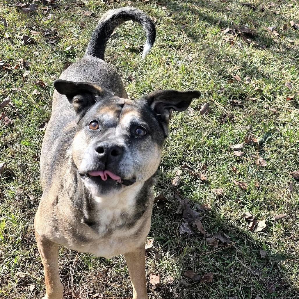 Enlarge ELM 42 (Serenity), a Adoptable Mixed Breed in Gadsden, AL image 2/6