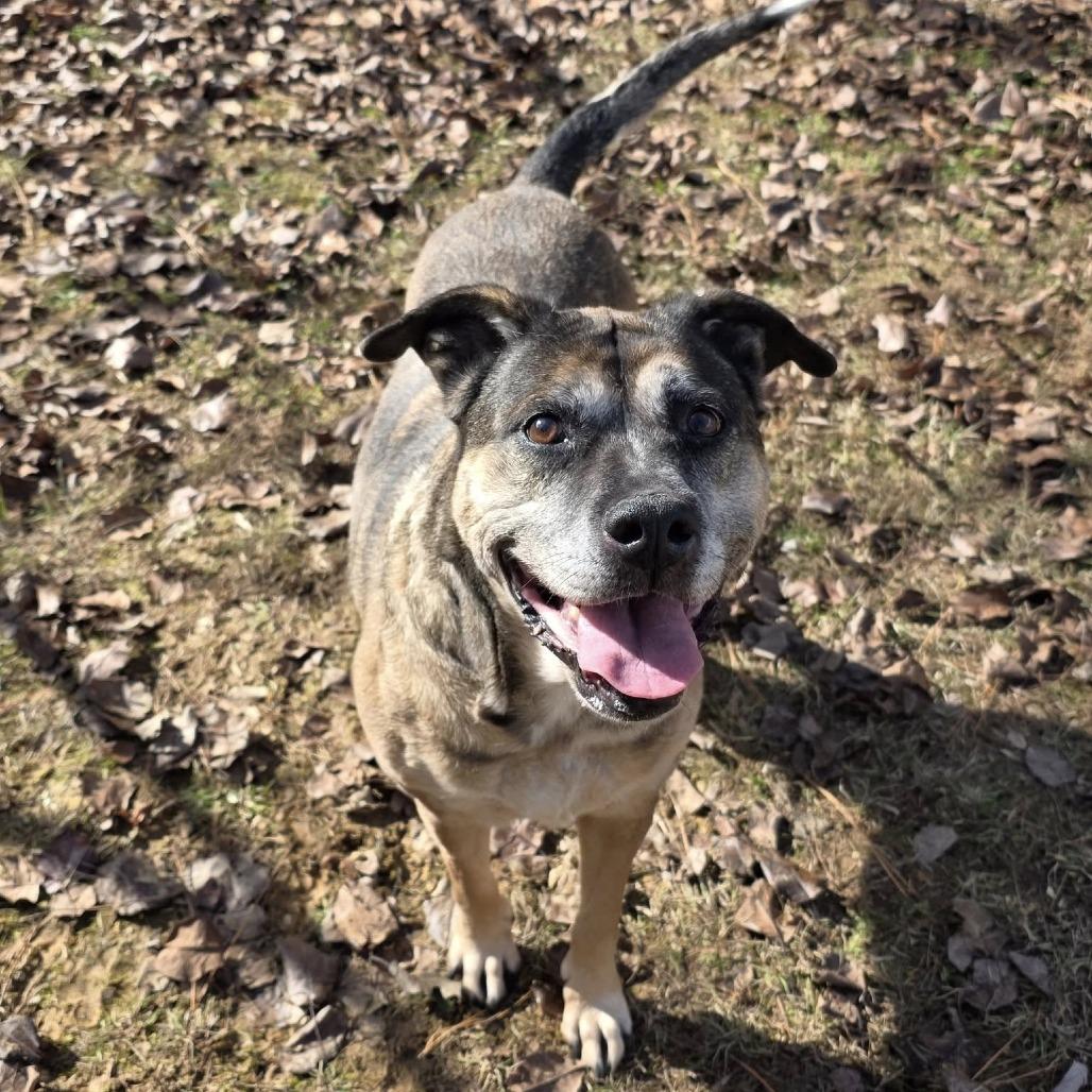 Enlarge ELM 42 (Serenity), a Adoptable Mixed Breed in Gadsden, AL image 4/6