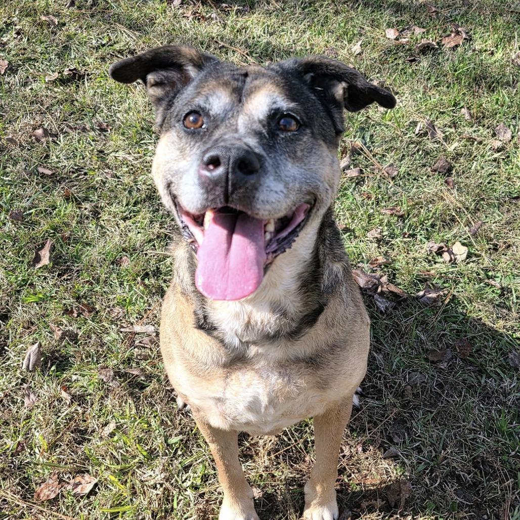 Enlarge ELM 42 (Serenity), a Adoptable Mixed Breed in Gadsden, AL image 6/6