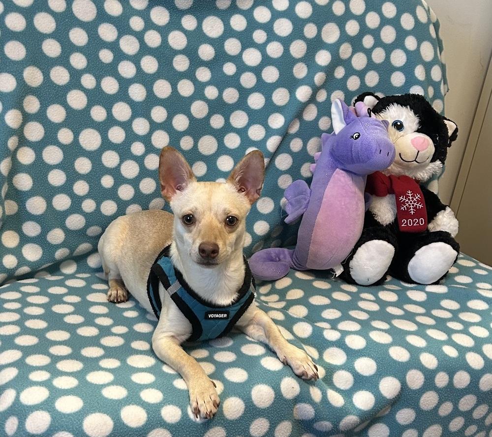 Raz, Adoptable, Young Male Chihuahua.